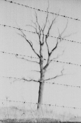 A black and white photograph of a tree in winter. In the foreground are 5 horizontal barbed wire lines.