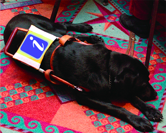 A black Labrador wearing an accessible garment, that highlights dogs in service.